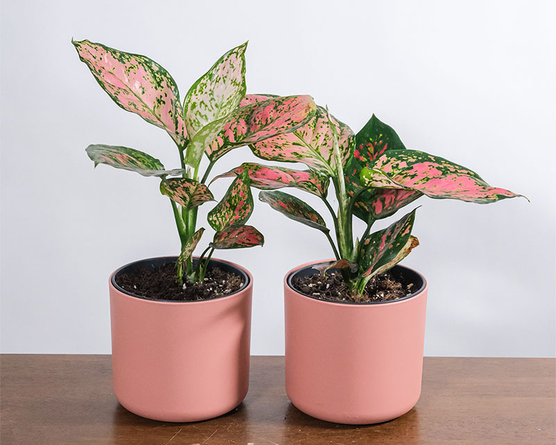 Aglaonema Pinky Unique Plant Nursery