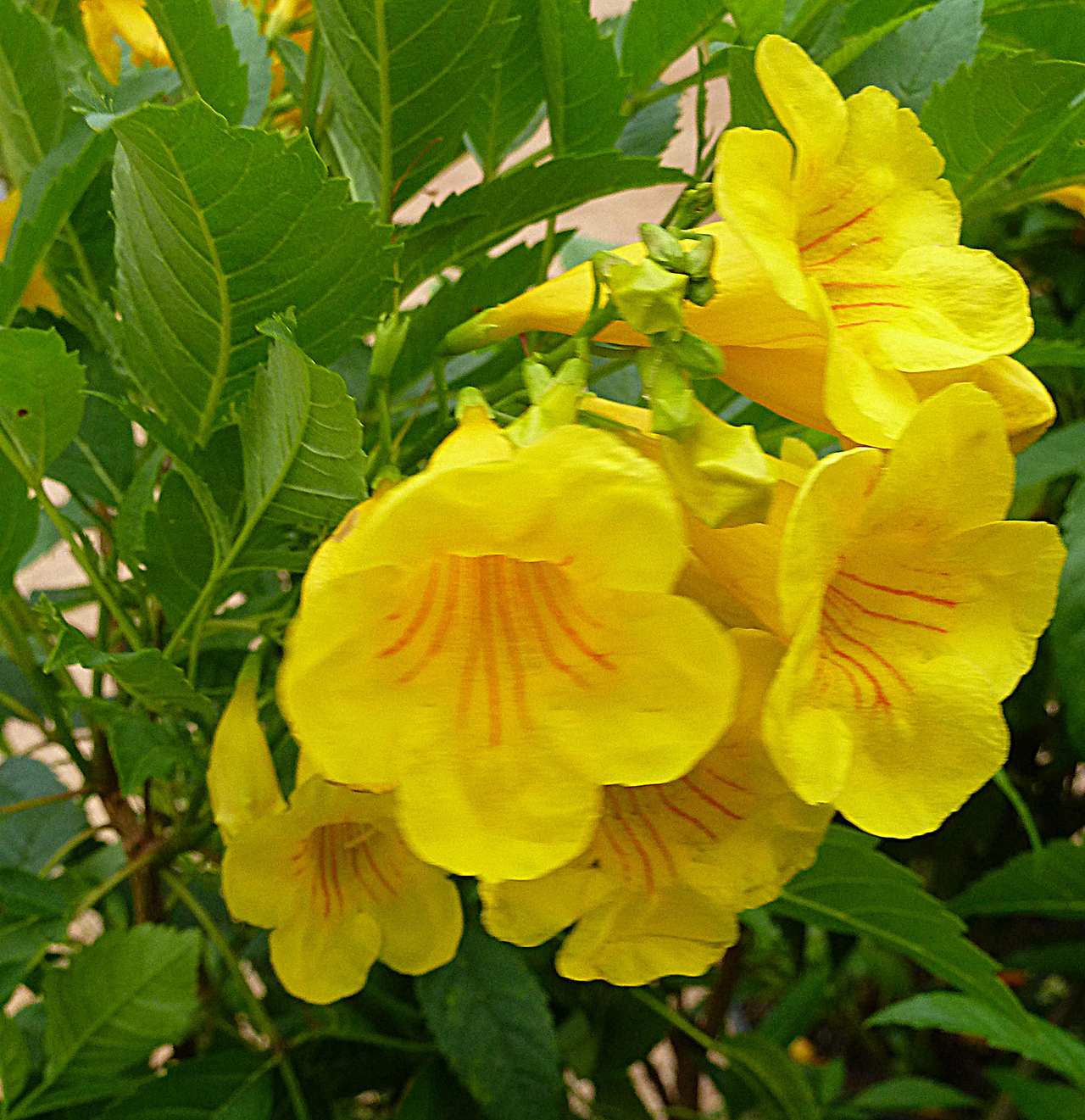 Tecoma Dwarf Yellow – Unique Plant Nursery